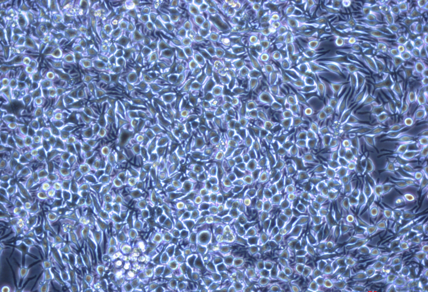 大鼠嗜碱性细胞白血病细胞RBL-2H3（种属鉴定）