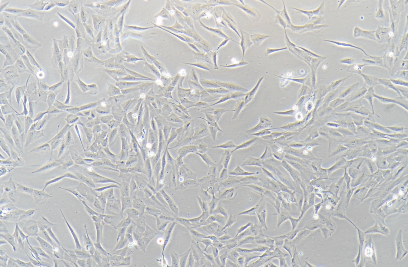 人正常乳腺上皮细胞MCF 10A (STR鉴定正确)