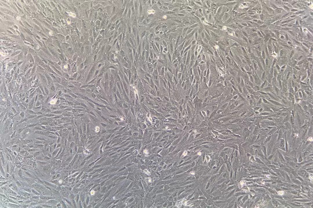 大鼠胚胎心肌细胞H9c2(2-1)（种属鉴定）