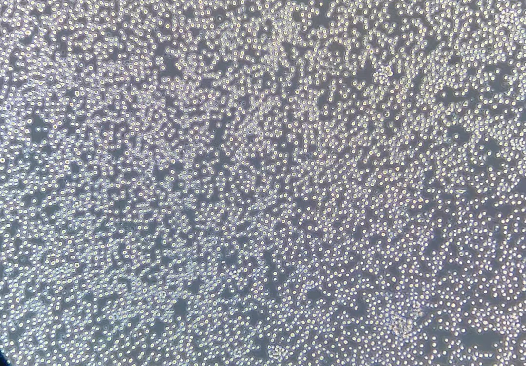 小鼠T淋巴瘤细胞（鸡OVA基因修饰）E.G7-OVA（种属鉴定）